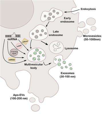 Extracellular Vesicles Loaded miRNAs as Potential Modulators Shared Between Glioblastoma, and Parkinson’s and Alzheimer’s Diseases
